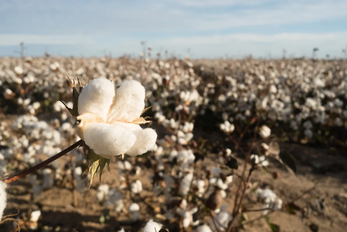 Cotton boll in a field